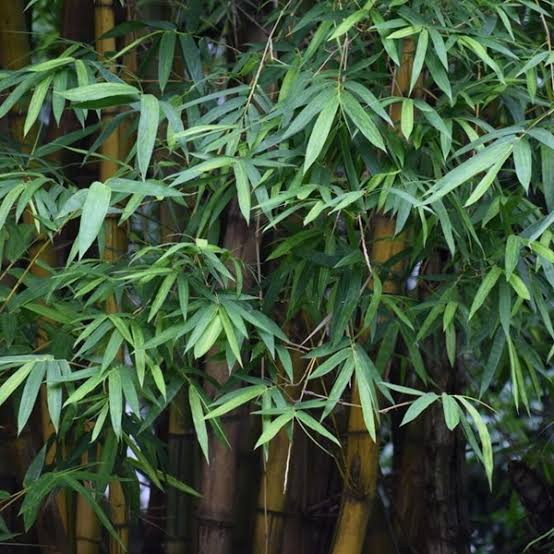 Bamboo seedling