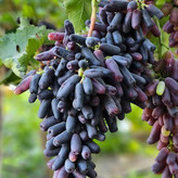 نهال انگور موندراپ خوش طعم و زیبا