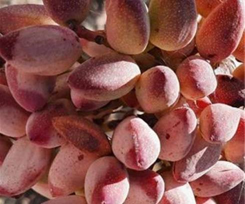 خرید نهال پسته پیوندی مقاوم