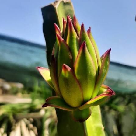 دراگون فروت قلمه بالغ کمیاب 