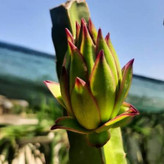 دراگون فروت قلمه بالغ کمیاب