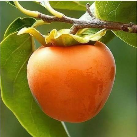 خرمالو سیبی سفت کمیاب