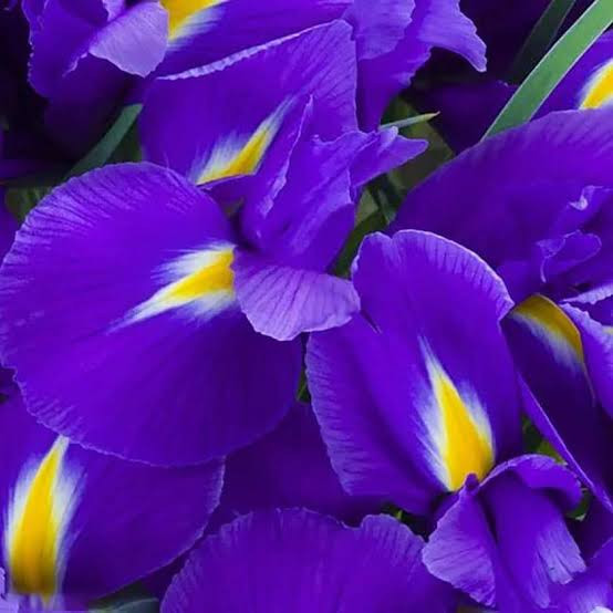 خرید بوته زنبق بنفش ژاپنی کمیاب