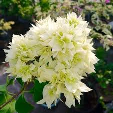 گل کاغذی سبز بسیار زیبا 