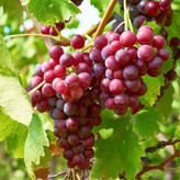 انگور صاحبی بسیار زیبا و خوش طعم