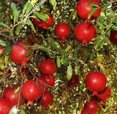 انار ساوه خوش رنگ کمیاب