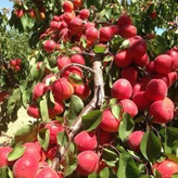 نهال زردآلو قرمز تبرزه خاص و پربار