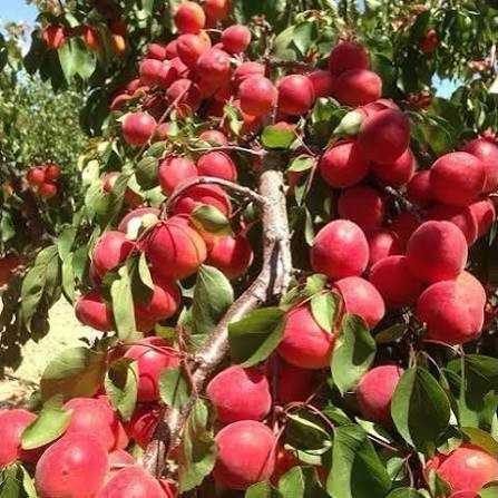 نهال زردآلو قرمز تبرزه خاص و پربار