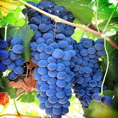 خرید نهال انگور سیاه سردشت | خوشه درشت و طعم شیرین | پربار | نهال آفرین