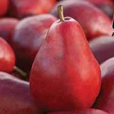 نهال گلابی رد آنجو خاص