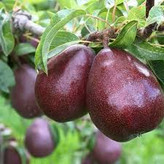 خرید نهال گلابی رد آنجو خوش طعم