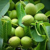 خرید نهال گردو ژنوتیپ کمیاب