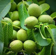 خرید نهال گردو ژنوتیپ کمیاب