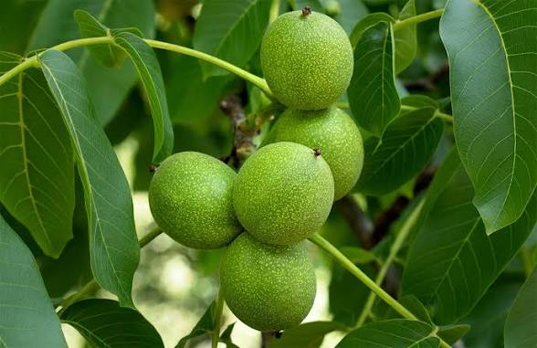 خرید نهال گردو ژنوتیپ 5 ساله سایز بزرگ خاص 