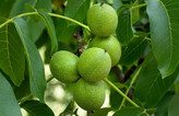 خرید نهال گردو ژنوتیپ 5 ساله سایز بزرگ خاص
