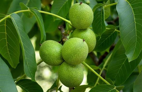 خرید نهال گردو ژنوتیپ 5 ساله سایز بزرگ خاص