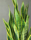 Sansevieria flower seedlings