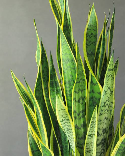Sansevieria flower seedlings