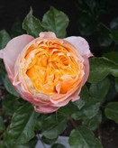 Tolait Rose Seedlings