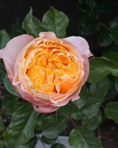 Tolait Rose Seedlings