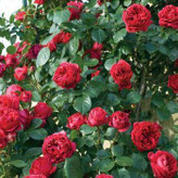 نهال گل رز معطر