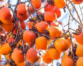 نهال خرمالو سیبی مقاوم