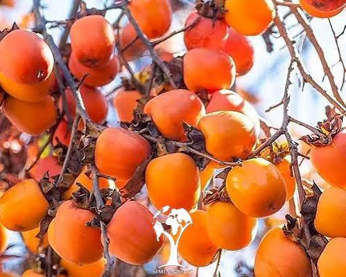 نهال خرمالو سیبی مقاوم