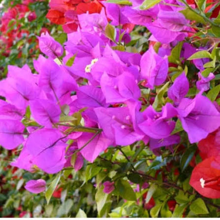 نهال گل کاغذی بنفش کمیاب