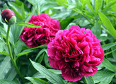بوته گل پیونی بسیار زیبا