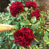 Red spiral climbing rose seedlings