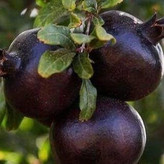 خرید نهال انار دانه سیاه خوش طعم