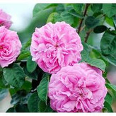 Fragrant pink climbing rose seedlings