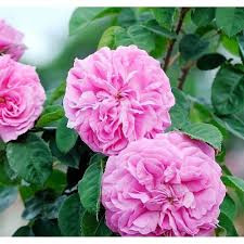 Fragrant pink climbing rose seedlings