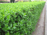 خرید نهال شمشاد