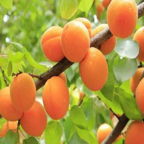 Jahangiri apricot seedlings