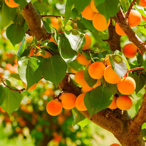 نهال زردالو جهانگیری خوش طعم
