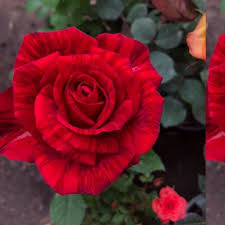 Velvet rose seedlings