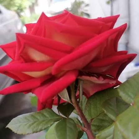نهال رز مخملی بسیار زیبا و کمیاب