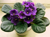 African violet seedlings
