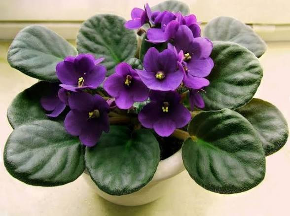African violet seedlings