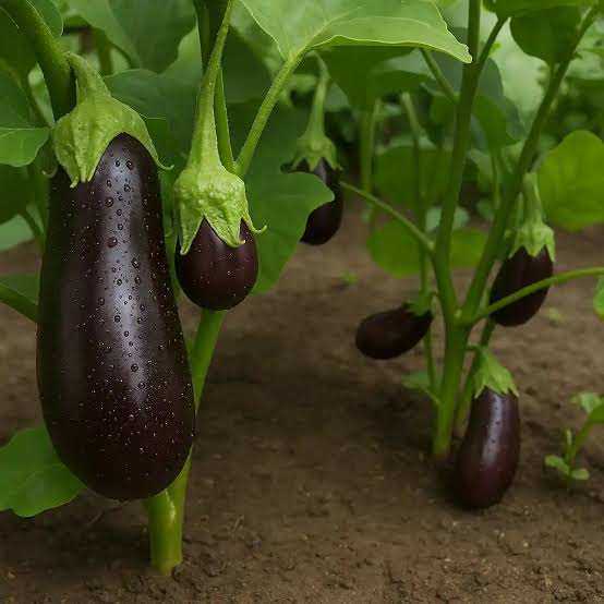 نهال شتیل بادمجان قلمی - فروشگاه نهال‌آفرین