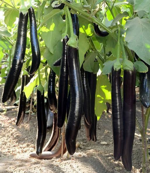 نهال شتیل بادمجان قلمی دراز - فروشگاه نهال‌آفرین