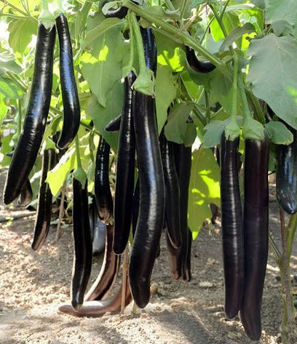 نهال شتیل بادمجان قلمی دراز - فروشگاه نهالآفرین