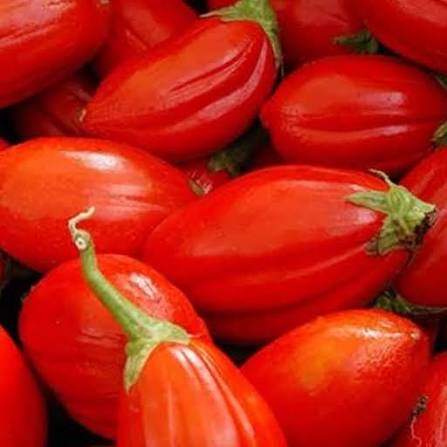 نهال شتیل بادمجان قرمز