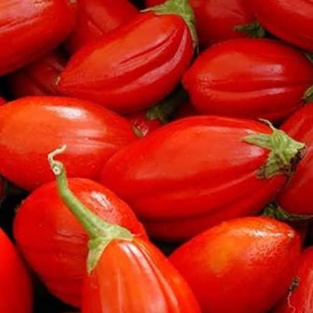 نهال شتیل بادمجان قرمز