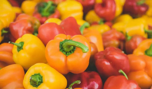 نهال شتیل فلفل دلمه ای