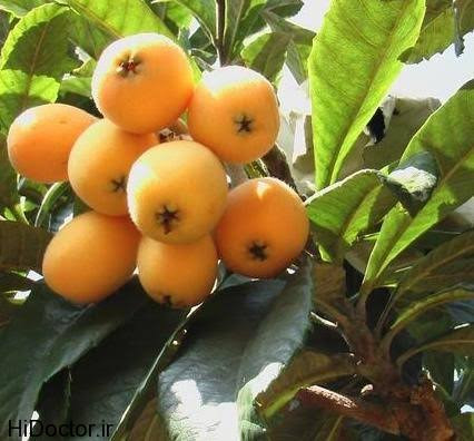 خرید نهال مقاوم خوشمزه