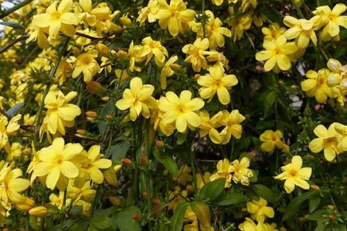 نهال نهال یاس دکمه ای - نهالآفرین