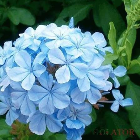 نهال نهال یاس ابی - نهالآفرین