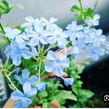 نهال نهال یاس ابی - نهالآفرین